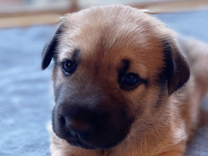 chinook puppy